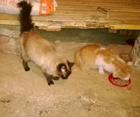 859 X 722 133.3 Kb 714 X 823 124.4 Kb SOS!     !