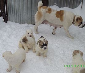 615 X 533  46.5 Kb 699 X 413  47.6 Kb 605 X 437  44.6 Kb 354 X 689  34.4 Kb 702 X 374  40.2 Kb   