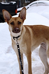 682 X 1024 314.2 Kb  :    /canis saurus