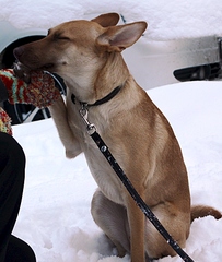 768 X 907 314.7 Kb 682 X 1024 314.2 Kb  :    /canis saurus