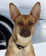 1049 X 1299 616.2 Kb 768 X 907 314.7 Kb 682 X 1024 314.2 Kb  :    /canis saurus