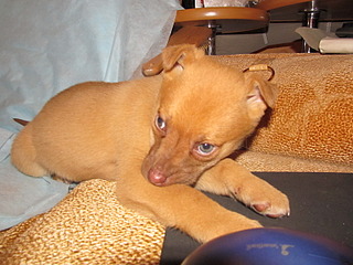 1600 X 1200 536.0 Kb  :    /canis saurus