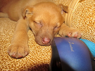 1600 X 1200 644.4 Kb 1600 X 1200 536.0 Kb  :    /canis saurus