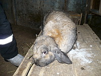 1920 X 1440 887.7 Kb    