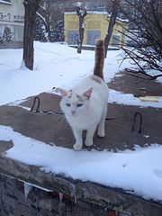 600 X 800 80.1 Kb Бруталтный котик замерзает! Срочно!