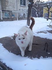 600 X 800 71.2 Kb 600 X 800 80.1 Kb Бруталтный котик замерзает! Срочно!