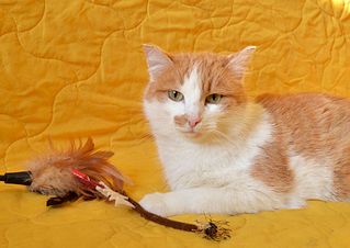 1920 X 1357 286.4 Kb    