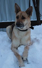 498 X 807  57.2 Kb 807 X 584  52.8 Kb   , 