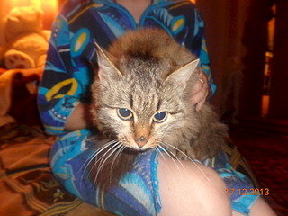 1920 X 1440 455.5 Kb голубоглазые котятки в добрые ручки