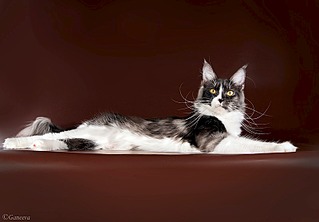 800 X 555 54.1 Kb 160 x 240   -.