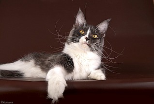 800 X 537 68.9 Kb 800 X 555 54.1 Kb 160 x 240   -.