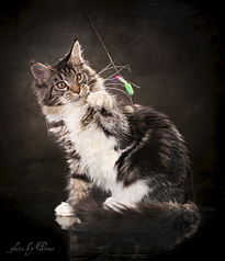 1029 X 1200 480.4 Kb 1920 X 1285 562.6 Kb   -.