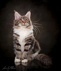 1029 X 1200 475.8 Kb 1200 X 1029 536.4 Kb 1029 X 1200 480.4 Kb 1920 X 1285 562.6 Kb   -.