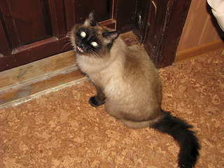 1920 X 1440 745.0 Kb SOS!     !