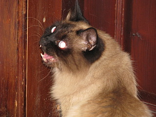 1920 X 1440 748.3 Kb 1920 X 1440 784.6 Kb 1920 X 1440 745.0 Kb SOS!     !