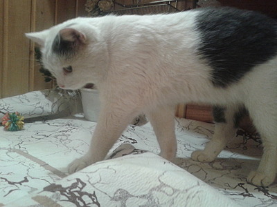 1920 X 1440 455.3 Kb 800 X 600 111.0 Kb  