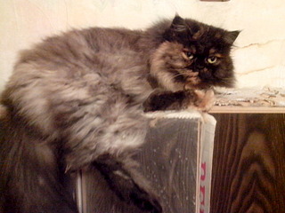 1920 X 1440 551.6 Kb     