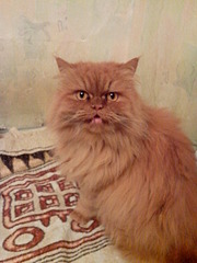 1920 X 2560 502.3 Kb 1920 X 1440 551.6 Kb     