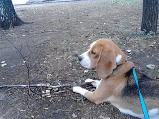 800 X 600 190.4 Kb 854 X 640 196.4 Kb  