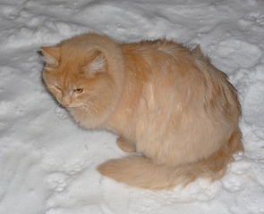 1920 X 1559 132.8 Kb          