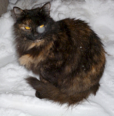 1920 X 1954 206.9 Kb 1920 X 2084 218.7 Kb 1920 X 1559 132.8 Kb          