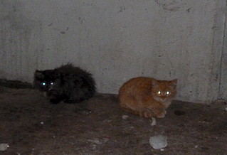 1920 X 1309 127.2 Kb          