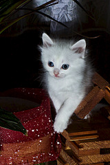 800 X 1200 193.2 Kb     . 