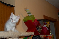 1920 X 1276 345.0 Kb  ,      ?