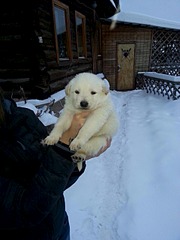 960 X 1280 232.2 Kb 960 X 1280 228.2 Kb     