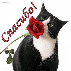 639 X 640 41.4 Kb Кошки в стационаре Ветсервиса. Нужна материальная помощь!