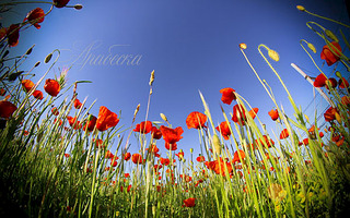 600 X 375 104.5 Kb 650 X 488 120.9 Kb 