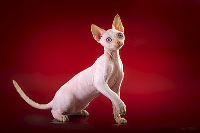 1920 X 1280 289.2 Kb   -    !