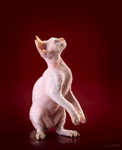 1920 X 2358 401.2 Kb 1920 X 1280 289.2 Kb   -    !