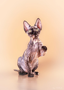 1920 X 2712 603.1 Kb 1920 X 1280 422.9 Kb   -    !