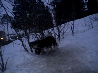 1920 X 1440 393.3 Kb      