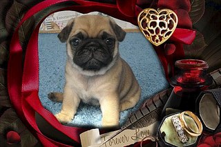 500 X 333 48.9 Kb 604 X 453 73.1 Kb ����� �����! �� ��������!