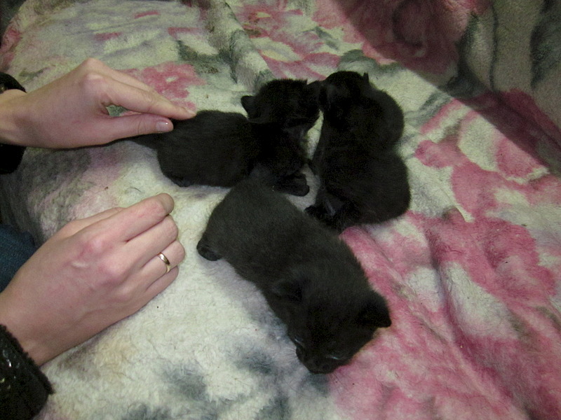 1920 X 1440 576.5 Kb 1920 X 1440 537.4 Kb , ,  !