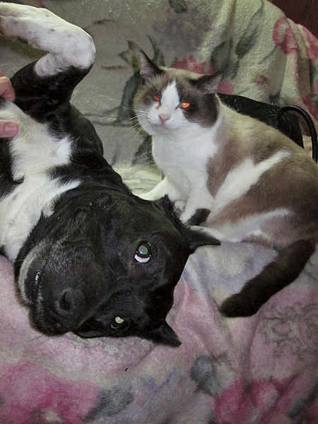 1920 X 2560 400.4 Kb 1920 X 1440 561.0 Kb , ,  !