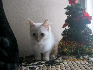 604 X 453 55.0 Kb     -  !