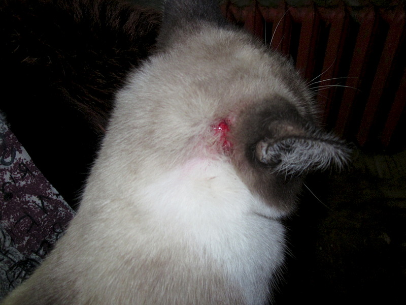 1920 X 1440 469.5 Kb , ,  !