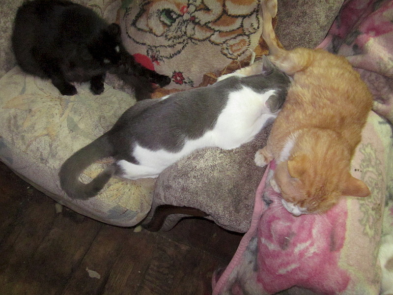 1920 X 1440 697.2 Kb , ,  !