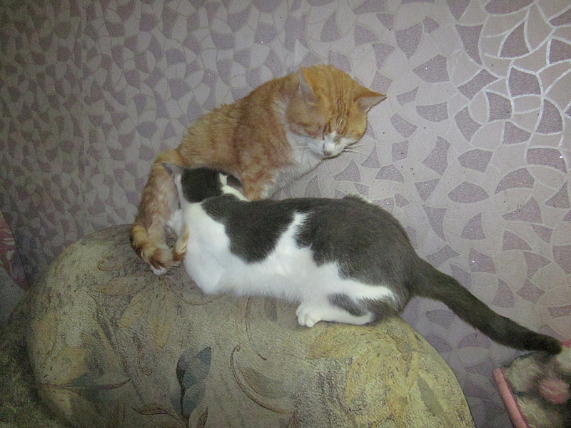 1920 X 1440 767.9 Kb , ,  !