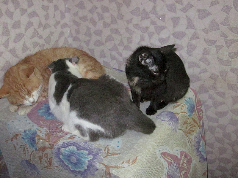 1920 X 1440 829.4 Kb 1920 X 1440 767.9 Kb , ,  !