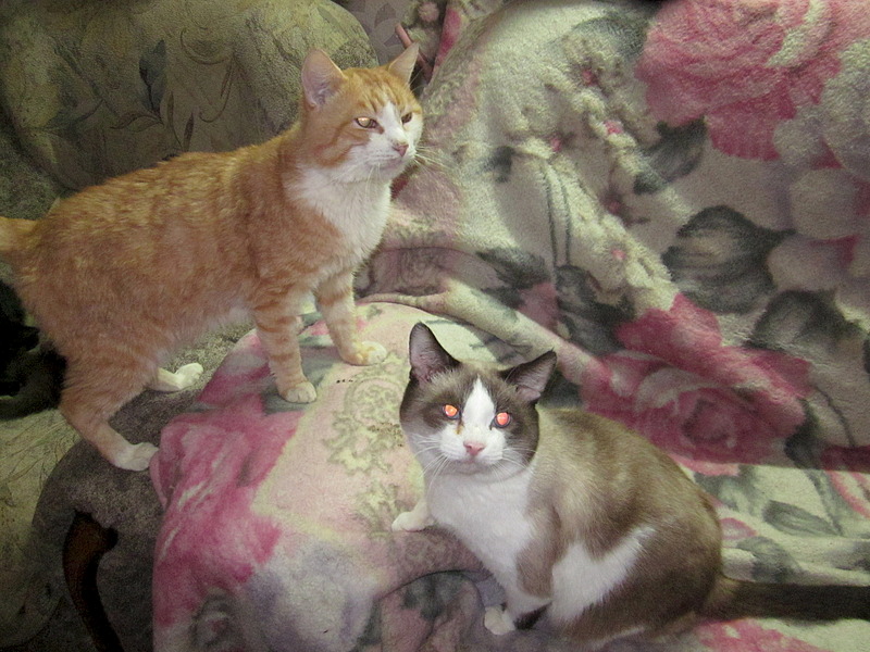 1920 X 1440 713.8 Kb , ,  !