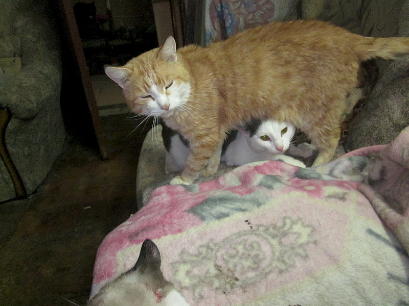 1920 X 1440 648.4 Kb 1920 X 1440 713.8 Kb , ,  !