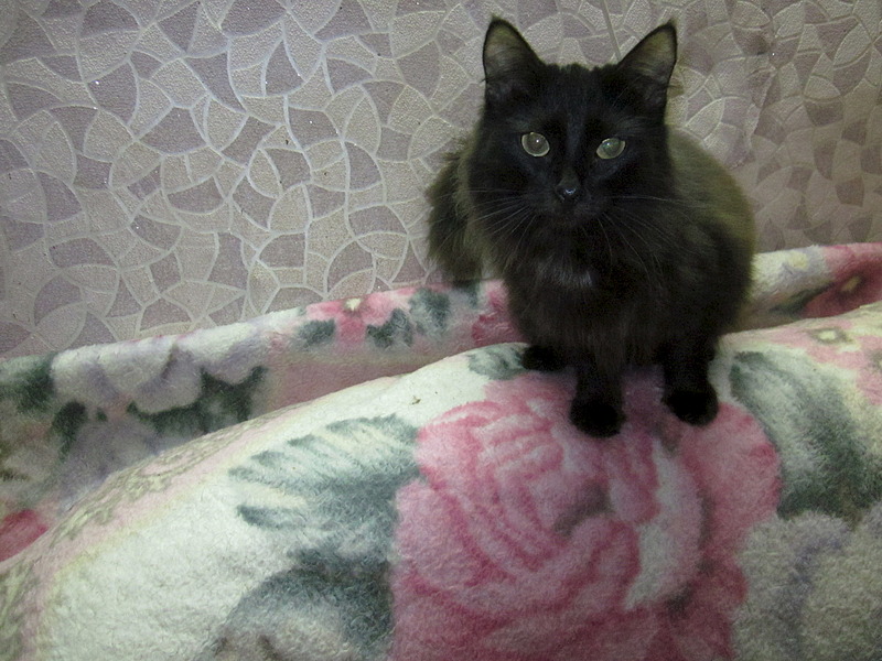 1920 X 1440 664.2 Kb Кошки, коты, нужна помощь!