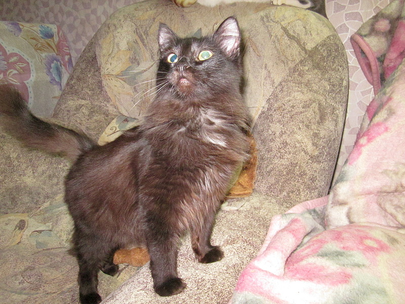 1920 X 1440 834.9 Kb 1920 X 1440 772.4 Kb Кошки, коты, нужна помощь!