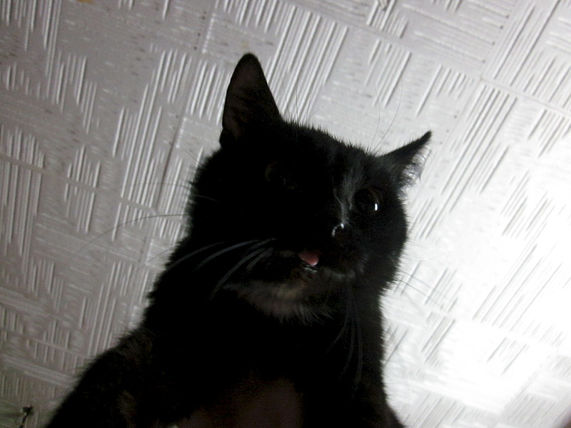 1920 X 1440 423.6 Kb Кошки, коты, нужна помощь!