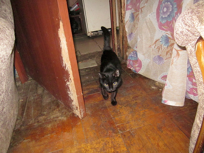 1920 X 1440 870.1 Kb 1920 X 1440 611.6 Kb Кошки, коты, нужна помощь!