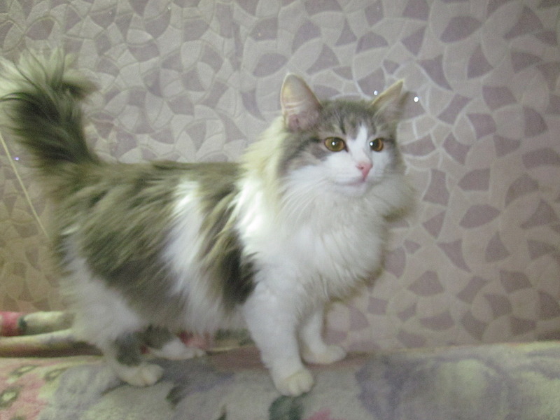 1920 X 1440 474.8 Kb Кошки, коты, нужна помощь!